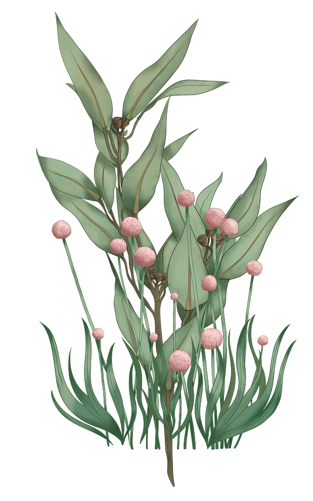 Decorative image 1