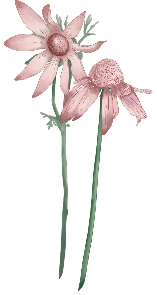 Decorative image 1
